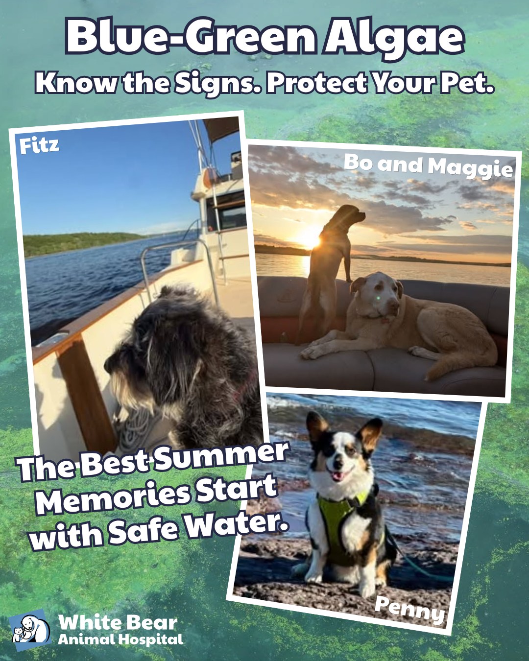 🌊 Blue-Green Algae Is a Hidden Summer Danger for Pets
Nothing says summer like a day on the lake, but not every body of water is safe. Blue-green algae (also called cyanobacteria) can produce toxins that are extremely dangerous, and even deadly, to pets. Signs of poisoning can appear in as little as 15 minutes after exposure.
❤️ Help protect your pet by:
• Keeping them out of water that looks like pea soup, spilled paint, or has green, blue, brown, or red scum
• Bringing fresh drinking water on every outing
• Rinsing them with clean water after swimming
• Contacting your veterinarian immediately if you suspect exposure
🚨 Watch for signs such as:
• Vomiting
• Diarrhea
• Excessive drooling
• Weakness
• Tremors or seizures
When it comes to blue-green algae, if you're unsure about the water, it's safest to stay out.
For more information on identifying blue-green algae and protecting your pet, check out this helpful resource from the American Animal Hospital Association:
https://www.aaha.org/resources/algae-alert-understanding-the-dangers-of-blue-green-algae-for-pets/?utm_content=383313998&utm_medium=social&utm_source=facebook&hss_channel=fbp-97697272521
#WhiteBearAnimalHospital #BlueGreenAlgae #PetSafety #SummerSafety #LakeLife #DogSafety #AdventureSafely #KeepPetsSafe #WhiteBearLakePets #WhiteBearPets #IndependentVet #TwinCitiesPets #LocallyOwnedVet #WhiteBearLakeMN #MinnesotaDogs #PetParentsOfMN