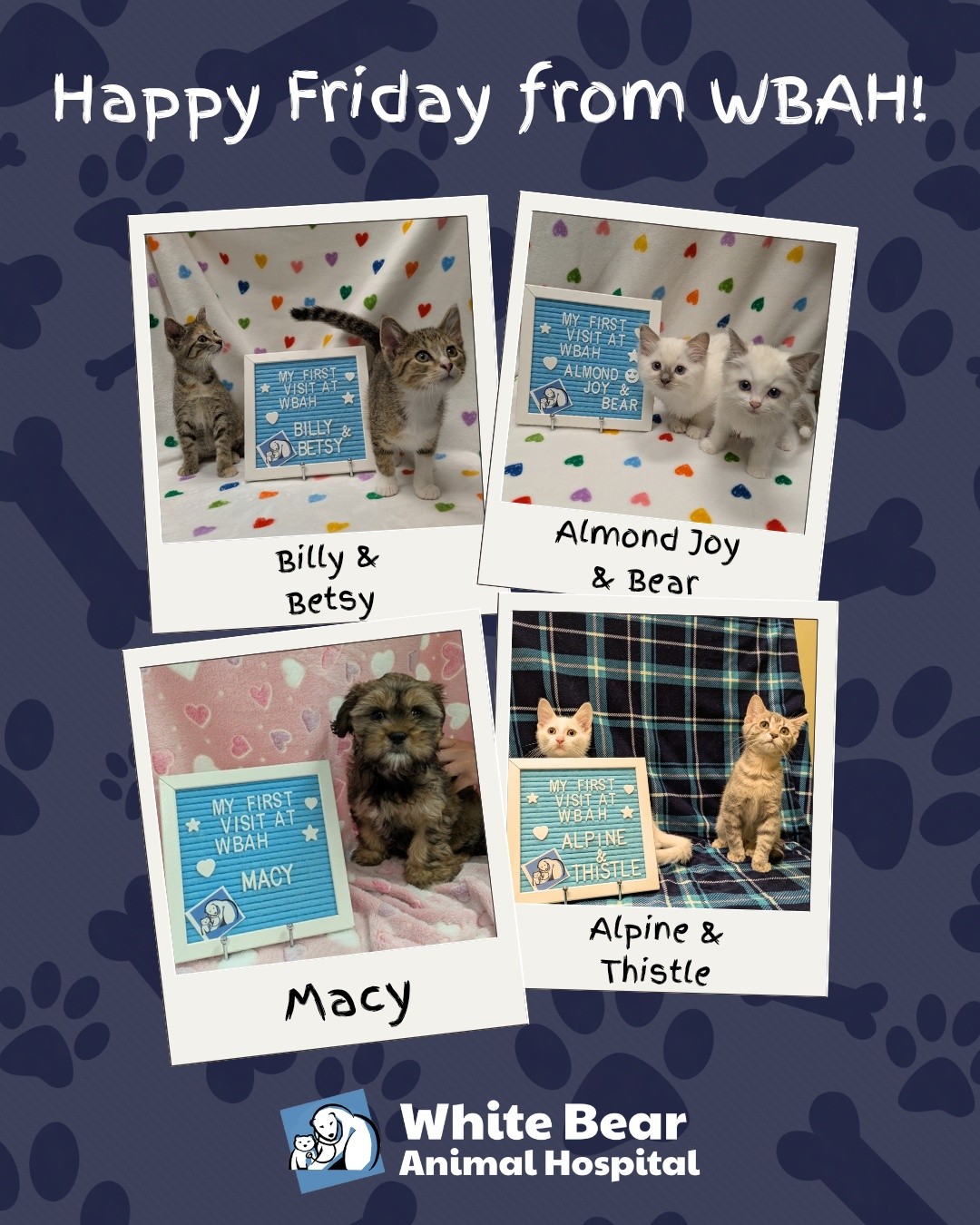 Happy #FurbabyFriday from our newest patients here at White Bear Animal Hospital 🐾
#WhiteBearLake #VetClinic #PetHealth