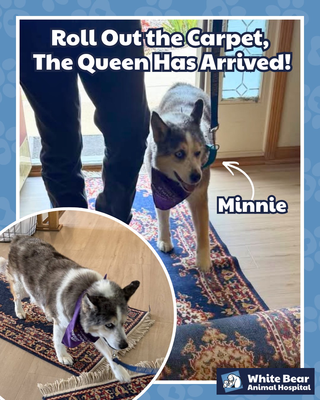 Meet Minnie, a 14-year-old Australian Shepherd who proves that getting older doesn’t mean giving up the things you love.
Minnie visits White Bear Animal Hospital regularly for senior wellness care and is also being treated for discomfort associated with degenerative joint disease (DJD). Helping manage her pain and mobility is especially important because this girl still has a very important job to do!
Minnie is a therapy dog who makes weekly visits to an assisted living facility with her owner, bringing companionship and plenty of smiles to the residents. ❤️
As Minnie has gotten older, she feels more confident walking on surfaces that give her better traction. So before she makes her entrance, rugs are laid down to help her comfortably navigate slippery floors. The residents have appropriately named this tradition:
“Roll out the carpet, the queen has arrived!” 👑
For senior pets, sometimes seemingly small adjustments can make a big difference. Regular veterinary exams, pain and mobility management, and simple changes around the home can help older pets stay comfortable and continue doing the things that bring them joy.
We’re honored to help Minnie stay comfortable and continue sharing her special gift with others. 💙
#WhiteBearAnimalHospital #SeniorPets #SeniorDog #PreventiveCare #GoldenYears #WhiteBearLakeMN #FearFreePets #LocallyOwnedVet #IndendentVeterinarian #PetParentsOfMN #PetsofWhiteBearLake #WhiteBearPets #QueenMinnie #WhiteBearLakePetParents