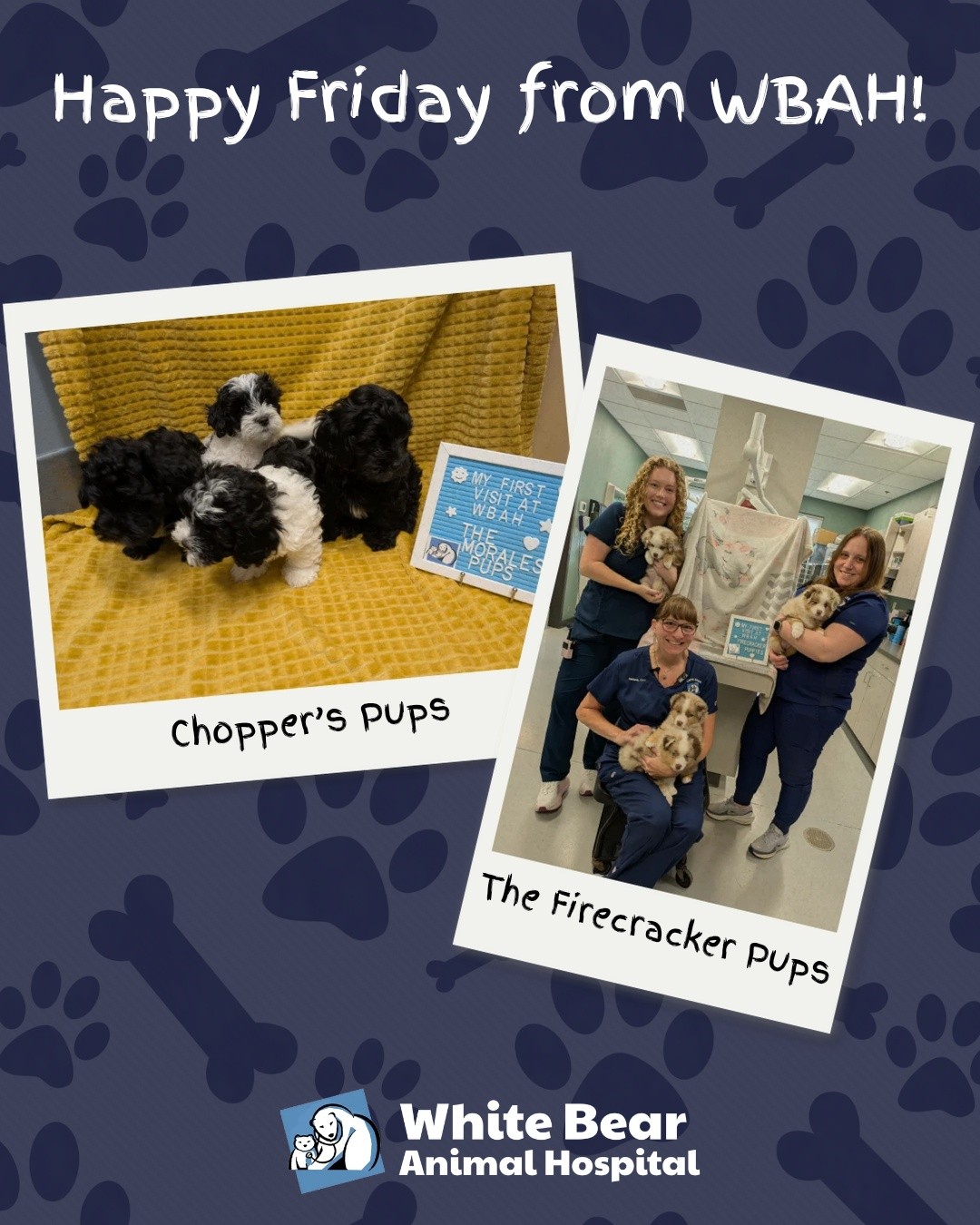 Happy #FurbabyFriday from our newest patients at White Bear Animal Hospital 🐾
#WhiteBearLake #VetClinic #PetHealth