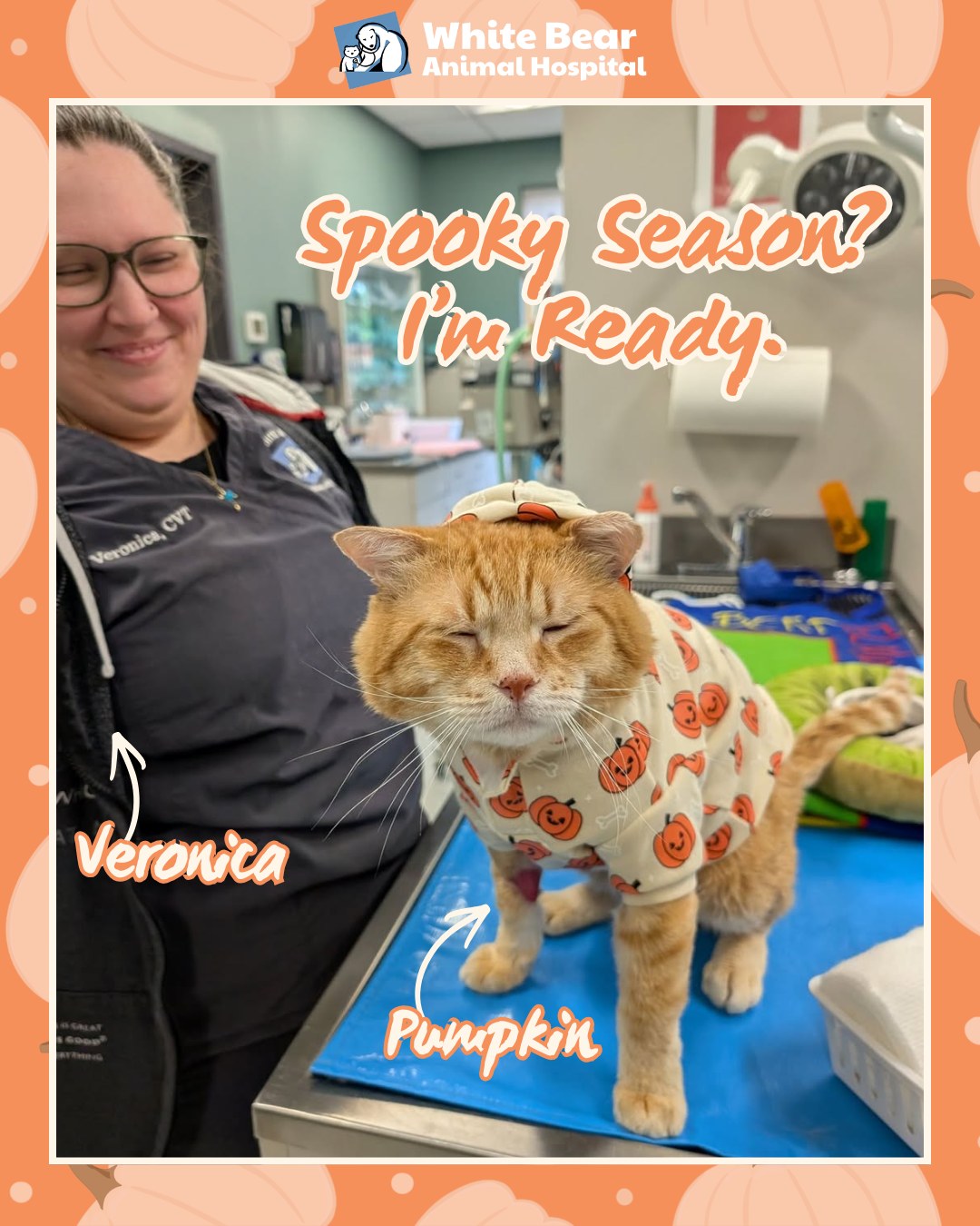 🎃 Spooky season? Pumpkin is READY.
Pumpkin showed up in his pumpkin PJs and clearly understood the assignment. 😂 With Veronica, LVT, by his side, he may just be our first official contender for best dressed of spooky season!
We love it when our patients bring a little personality to their visits, and Pumpkin’s festive look definitely made our team smile. 🧡
Now we want to see yours! 👻 Does your pet have a Halloween costume or a favorite fall outfit? Tell us what they’re dressing up as this year!
#WhiteBearAnimalHospital #SpookySeason #HalloweenPets #WhiteBearLakeMN #WhiteBearLakePets #MNPets #MinnesotaCats #WBAHTeam #LocallyOwnedVet #IndependentVeterinarian #PumpkintheCat