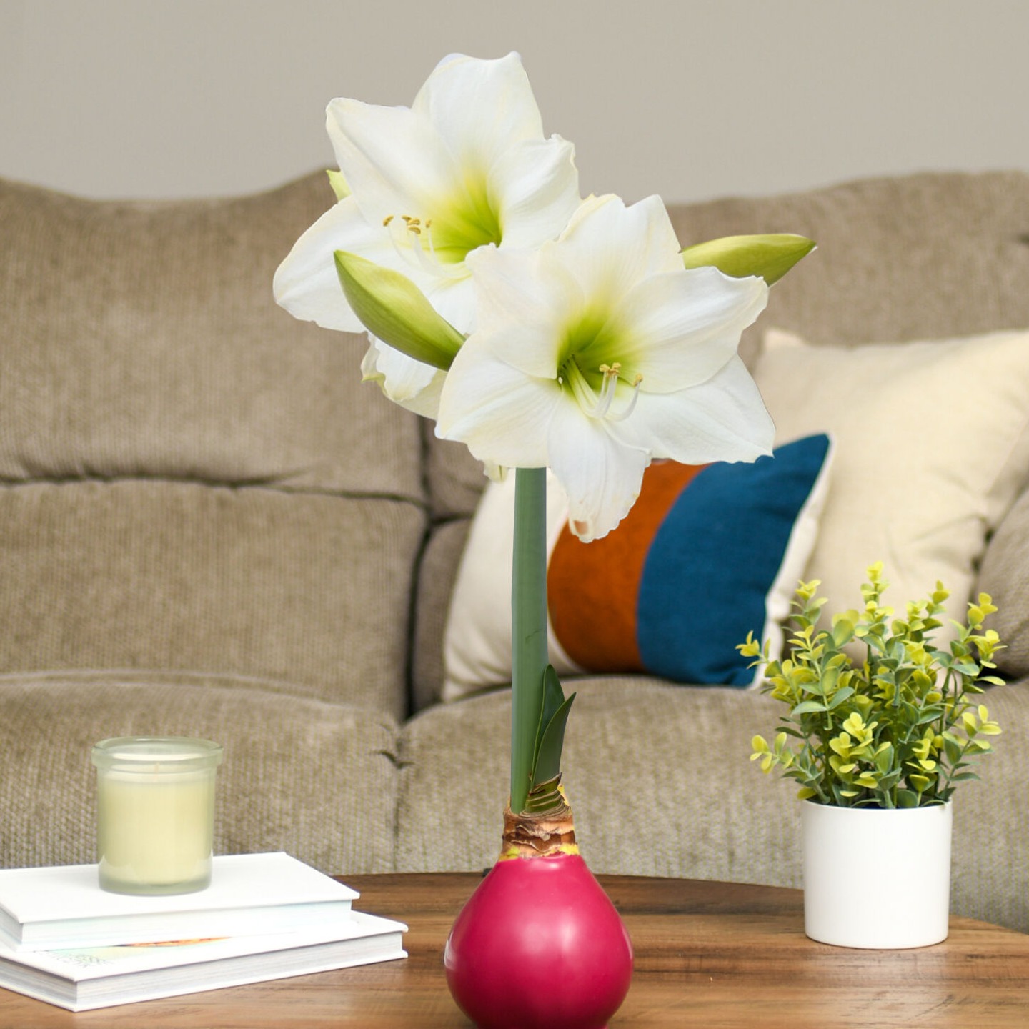 🎄 Dreaming of a white Christmas? Our Christmas Gift Amaryllis delivers just that! These premium bulbs produce pure white blossoms with a soft green centre, making them the perfect holiday centerpiece. They can create a stunning display or share the magic with loved ones.
Know someone who would love this gift? Tag them below to spread the holiday cheer! ✨
Tap the link in our bio to order yours now and let the festive blooms begin! https://bit.ly/46JXSnt
#ChristmasDecor #Amaryllis #HolidayGifts #Bloomaker #FlowerLovers