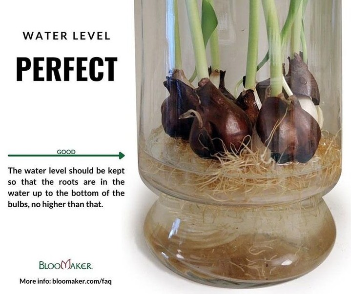 🌷💧 Can I change the water of my Long Life Tulips?
Yes! In fact, keeping the water fresh is one of the best ways to help your tulips thrive.
✅ How to do it:
1, Gently pour out the old water.
2, Refill with clean, fresh water.
3, Keep the level just right: the roots should sit in the water, but the bulbs should never be submerged.🚫 If the water level is too high (covering the bulbs), it can cause rotting.
Perfect water level = roots in water, bulbs above it.
#TulipCare #BloomakerTulips #FlowerCareTips #IndoorTulips #HydroponicTulips
