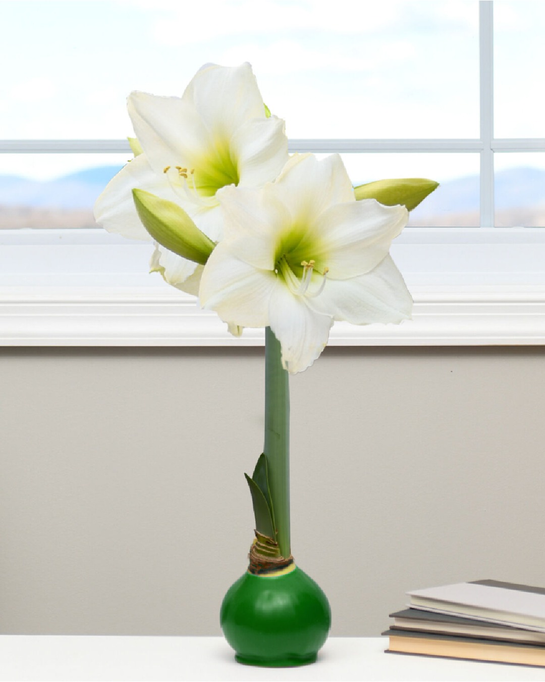 November blooms beautifully with our Classic Christmas Trio 🌺🎄
Order now and get ahead of the holiday rush.
These elegant waxed amaryllis bulbs need no water and bring weeks of stunning color - the perfect hostess gift or table centerpiece.
🎁 Limited stock, get yours now!
Discover the full collection in our Bio!
#Bloomaker #waxedamarillys #xmasdecor #homedecor #HolidayBlooms #ChristmasFlowers #ThanksgivingDecor
#HostessGiftIdeasm #NoWaterNeeded #EasyGifts #BulbFlowers
#WinterBloom