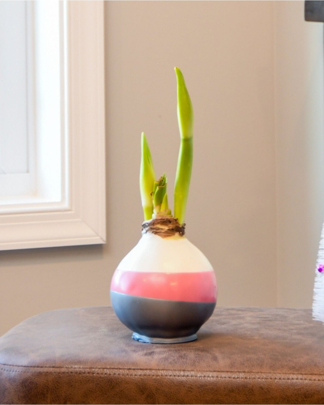 Watch it bloom before your eyes 🌸✨
Our waxed amaryllis bulbs transform from sculptural simplicity to full floral drama - all without water or soil.
Swipe to see the stunning journey from day one to full bloom 💫
📦 Ships gift-ready.
🎁 The perfect surprise for someone special (including you!).
Shop the full collection in our Bio!
#Bloomaker #BloomProgress #WatchItBloom #WaxedAmaryllis #HolidayBlooms #FromBulbToBloom